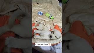 Kaamchor jerry 🐶 kaamchor jerry doglover expression labrador puppy [upl. by Nonac256]