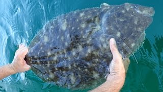 10pound Summer Flounder Fluke  Released [upl. by Menard991]