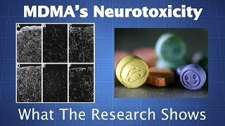 MDMAs Neurotoxicity What the Research Shows amp How to Reduce Your Risk [upl. by Ayarahs]