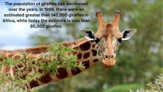 Giraffes Adorable fun film all about Giraffes [upl. by Purdum]