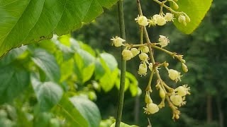 Menispermaceae Flora Flower Plant Nature Bouquet Video YoutubeVideo YTVideo [upl. by Ivan146]