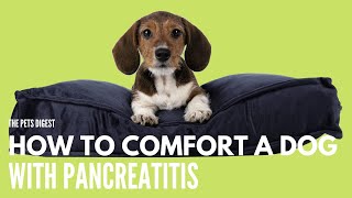 HOW TO COMFORT A DOG WITH PANCREATITIS CHRONIC AND ACUTE PANCREATITIS IN DOGS [upl. by Nickola]