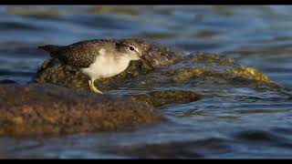 Spotted Sandpiper [upl. by Anaig170]