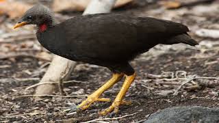 The Micronesian Megapode Natures Master of Compost Incubation [upl. by Agnizn987]