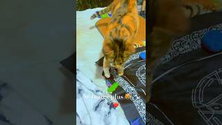 chat drôle et intelligenteje te retiens cat cute funny shortvideos shortsyoutube 😻❤️ [upl. by Earehc]