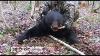 Black Bear hunting Kill Shots New Brunswick and Québec [upl. by Ayotas]