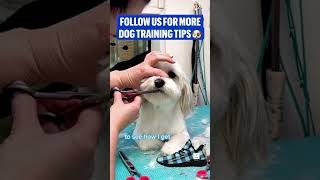 Dog grooming Solving mouth staining Inbox for pet themed shoes [upl. by Felicity245]