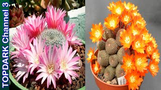 10 Lindas variedades de Rebutia [upl. by Sherm]