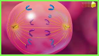 Behind the Scenes of Cell Reproduction Mitotic Cycle Explained  The Magic of Cell Division [upl. by Eelam627]