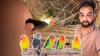 How many day required for hatching of lovebirds eggs Love birds breeding tips [upl. by Nahamas90]