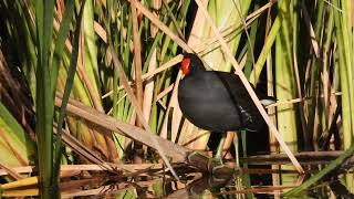 Common Gallinule Maricopa AZ April 4 2024 [upl. by Anuait]