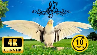 Happy cockatiel singing in nature 10 hours  Calopsita feliz cantando na natureza 10 horas 💚 [upl. by Rotkiv]