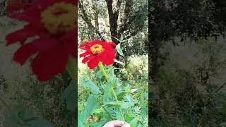 Zinnia ke seeds kaise banaye garden plants succulant [upl. by Ztirf]