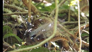 Lyrebird goes crazy mimicking [upl. by Naenaj]