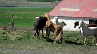 A 3 year old stallion meets the mares hell take care of in the summer of 2012 [upl. by Ameyn43]