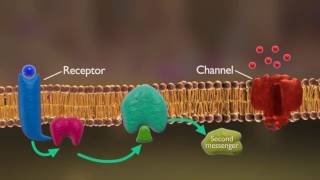 Receptors and Reuptake  Neutron  Biopsychology [upl. by Asilehc]