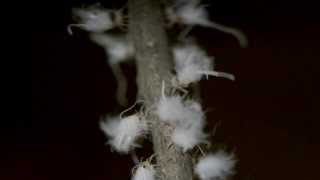 Woolly Aphid Aphididae Eriosomatinae communal threat display [upl. by Nalyt]