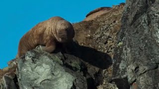 HUNDREDS OF WALRUSES falling From a cliff Our Planet [upl. by Nylanaj]