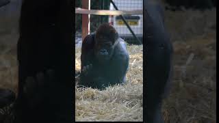 Silverback Gorilla at Howletts gorilla silverbackgorilla howletts animals wildlife daysout [upl. by Hgiellek643]