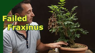 2 year growing Fraxinus Bonsai Failed It happens to us all [upl. by Winstonn]