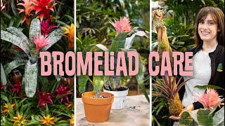 Bromeliad Care Propagating [upl. by Eelamme]