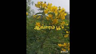 Beauty of yellow flower avaram poo senna auriculatabenefits english and tamil [upl. by Ahsiret997]