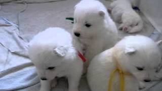 Samoyed Puppies サモエドの赤ちゃんたち生後21日目 No1 [upl. by Hebe]