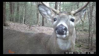 Found a Trespassers Forgotten Trail Camera on our Property trailcam gamecameras trespassing [upl. by Une670]