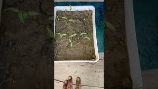 Result day of seeds germination vegetablegardening gardening seeds farming shorts [upl. by Einej]