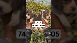 Beagle puppies for sale in Delhi ncr music bollywood tseries bollywoodsongs pugg dogbreed [upl. by Tillford]