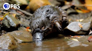 Baby Platypus Caught on Camera [upl. by Leilani]