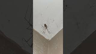 female Pholcus phalangioides camping in the ceiling corner [upl. by Krueger753]