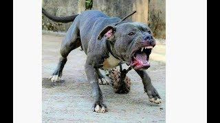 Pitbull l Aggressive l Danger dog l Latest videos l 2019 [upl. by Vena]