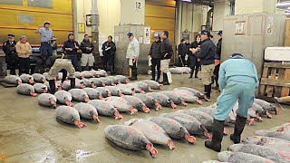 Tsukiji Fish Market Bluefin Tuna Auction Tokyo Japan [upl. by Shellie]