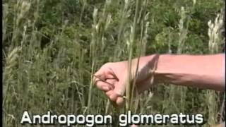 How to identify bushy beardgrass Andropogon glomeratus [upl. by Sabanrab]