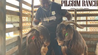 Why I prefer Kalahari Red over Boer Goats by Dr John Abraham Godson FIAM goat goatfarming [upl. by Tsenre72]