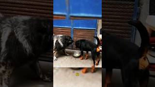 ¡Pastor caucasico vs Rottwiler Pastorcaucasico vs Rottwiler animalesdomesticos [upl. by Iramaj]