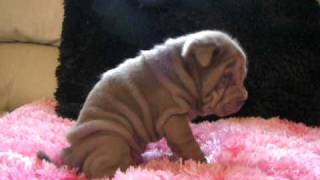 Chinese Shar Pei Lilac Female [upl. by Gannie179]