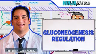 Metabolism  Regulation of Gluconeogenesis [upl. by Flower908]