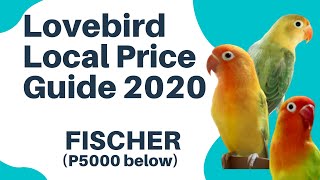 2020 LOVEBIRD PRICE GUIDE FOR FISCHER MUTATIONS in Philippines 5000 Pesos amp Below [upl. by Anilasor]