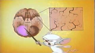 Pinky and the Brain  Brainstem [upl. by Fairfield]