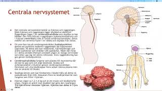 Nervsystemet  Biologi 2 100 p [upl. by Nnylyak]