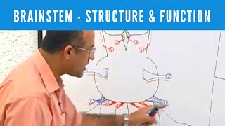 Brainstem  Structure and Function  Neuroanatomy [upl. by Leva]