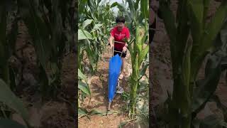 Part 47 Cutting Rod Artifact Cut grass to feed cattle [upl. by Rexana]