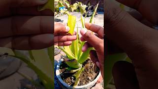 Aloe Vera Plant Benefits  skincare aloevera plants trending shorts OrganicGardening1918 [upl. by Artamas]