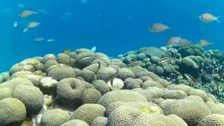 Snorkeling in Grenada Part 9  Carriacou [upl. by Aciraa]