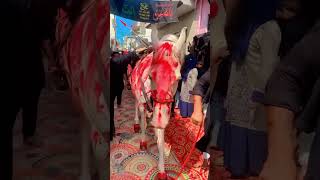 Zuljanah e imam hussain as shortvideo [upl. by Kone]