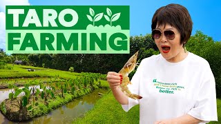 Taro Farming in Jurassic Park 🌱  One World in Hawaii [upl. by Nisen247]