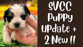 SVCC Puppy Update  TWO New Chocolates on 8 9  24 [upl. by Arbma306]