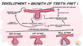 Development and growth of teeth Part I Initiation Bud amp Cap stage [upl. by Felix]